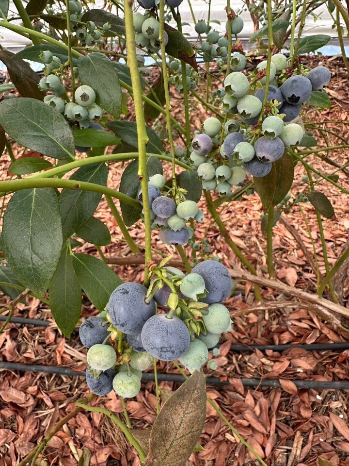 7442962882709657741_6990595775