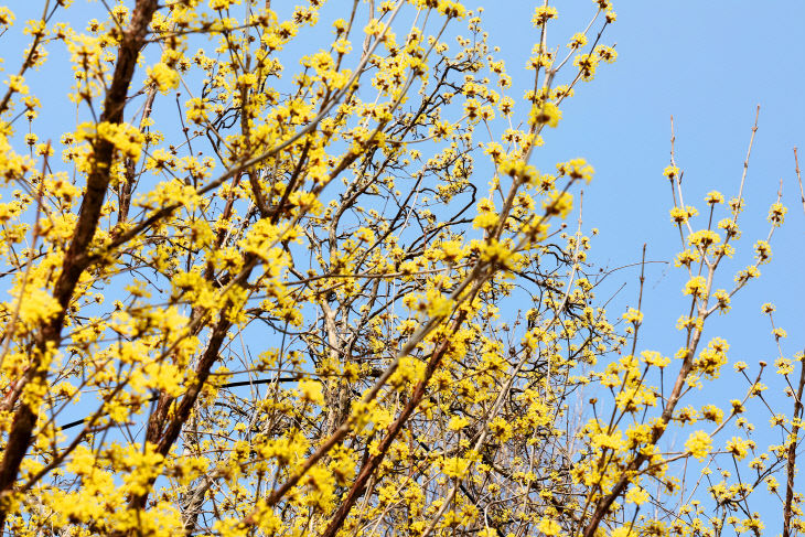 사진(괴산군 장연면 만개한 노란 산수유꽃) (3)