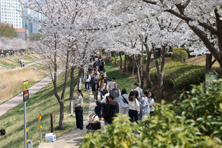 3.29(제7회 김해 율하벚꽃축제 성황리 폐막)1
