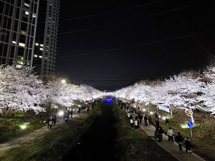 건축과(벚꽃길 야간 경관 조명-원성천)