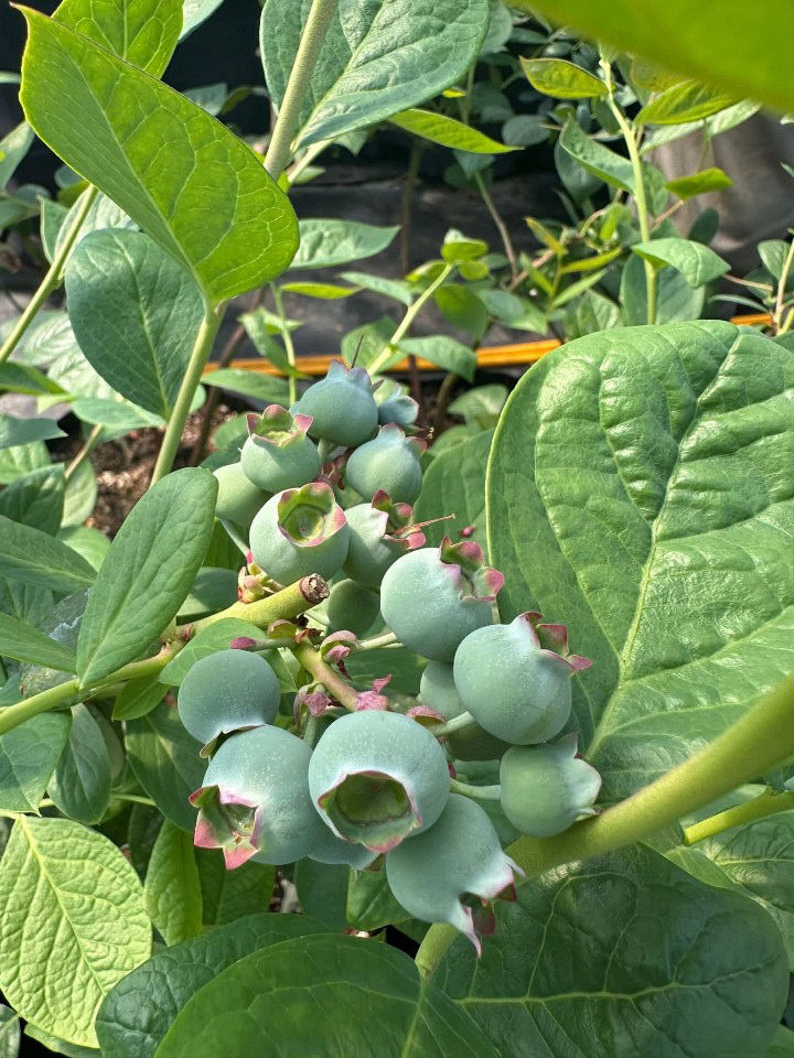 1774768889929_7443920254105767673_1653080256