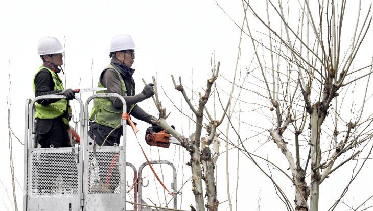 20260330-가지치기