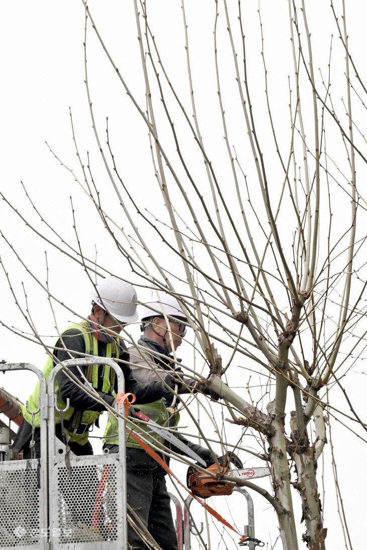 20260330-가지치기3