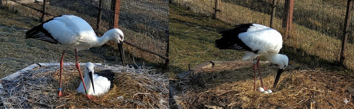 1.한일 황새 커플 모습