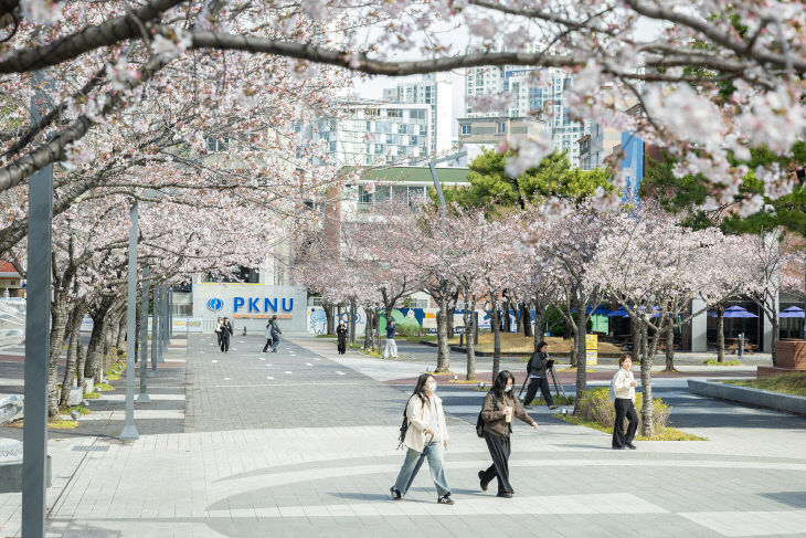 캠퍼스 벚꽃 풍경(2026.3.31. 현재) (2)
