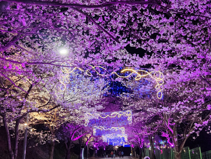 3-129 고창벚꽃축제(야간경관) (1)