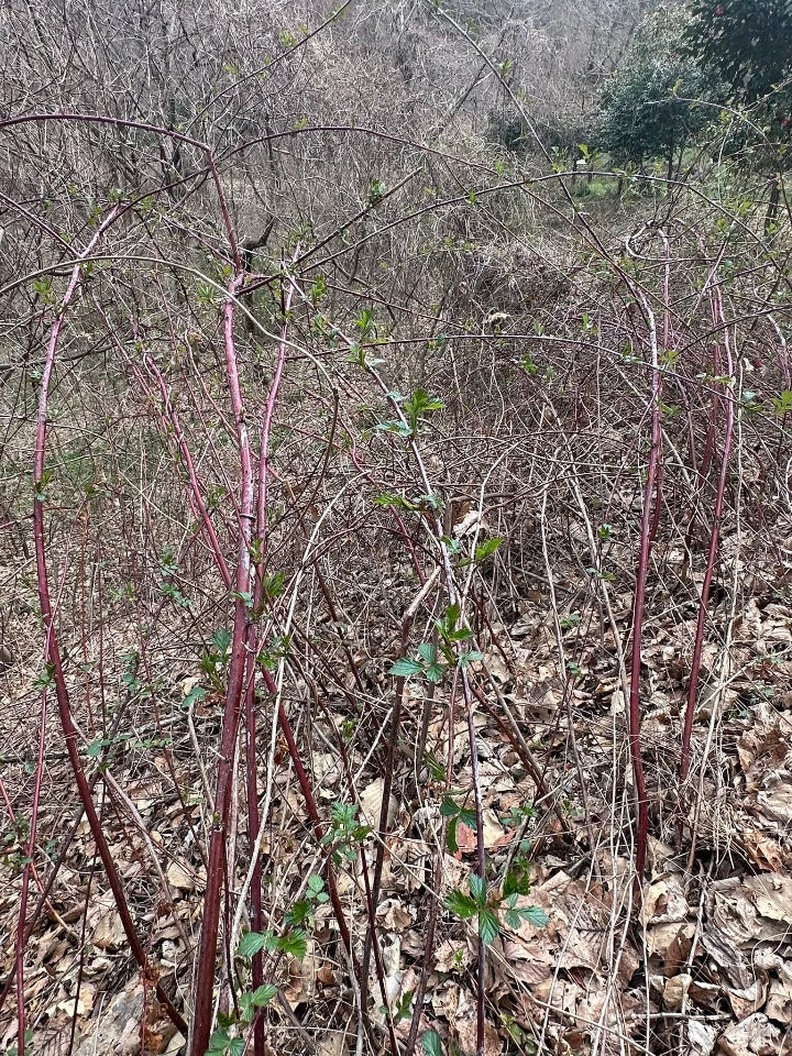 1774958469568_7444715408746876141_2425298088