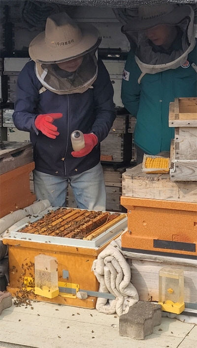 5. (서산시 축산과)봄철 꿀벌응애 집중 방제 추진