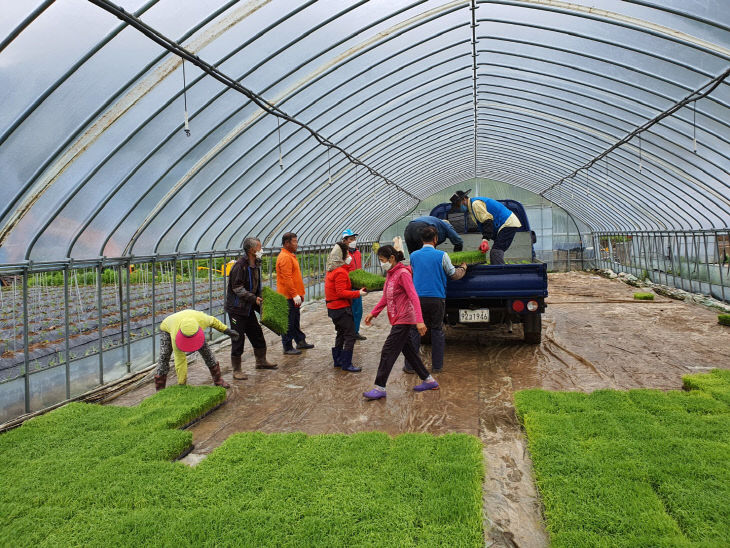 보도 2) 육묘 모습