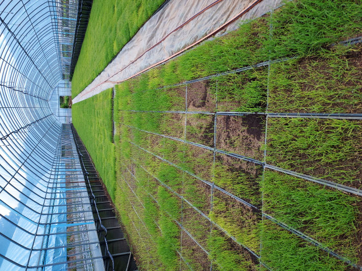 보도 2) 육묘 실패 전경(1)