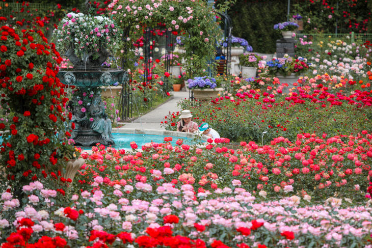 07_베어트리파크 장미