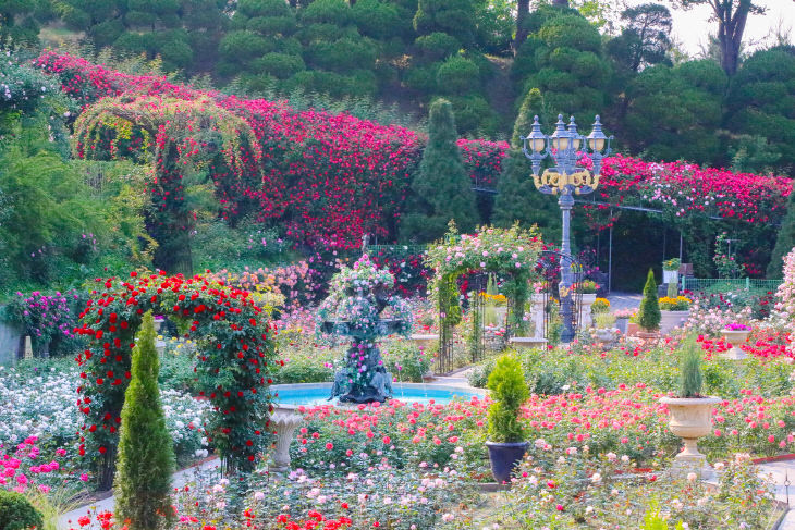 08_베어트리파크 장미