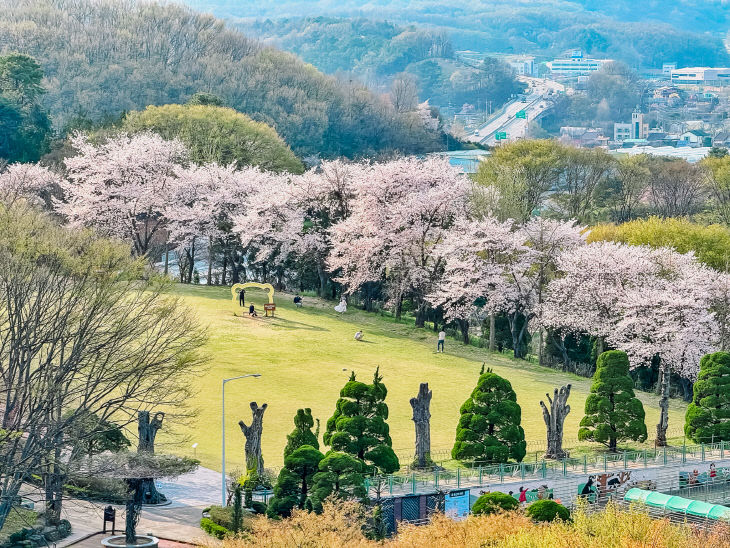 02_베어트리파크 벚꽃