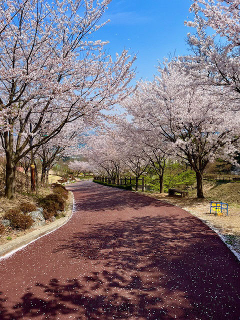 봉수산수목원 벚꽃 모습
