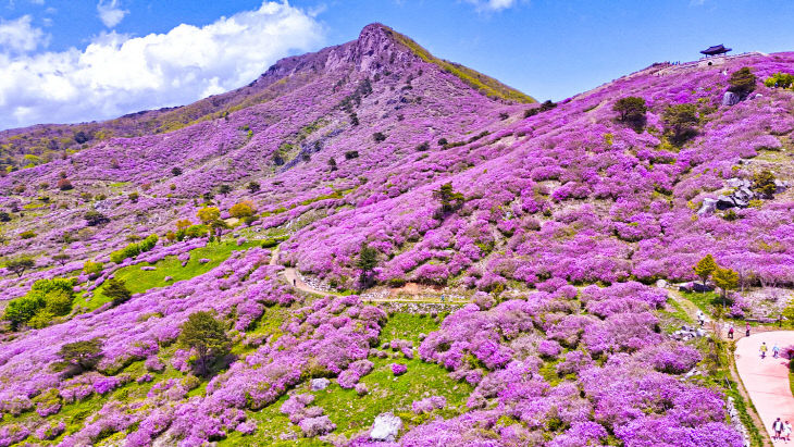 2025년 5월 산청 황매산 모습