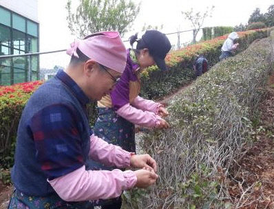 2-1. 2025년 기장 차(茶) 문화모습