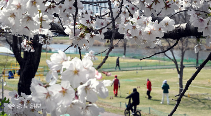 20260402-벚꽃 만개