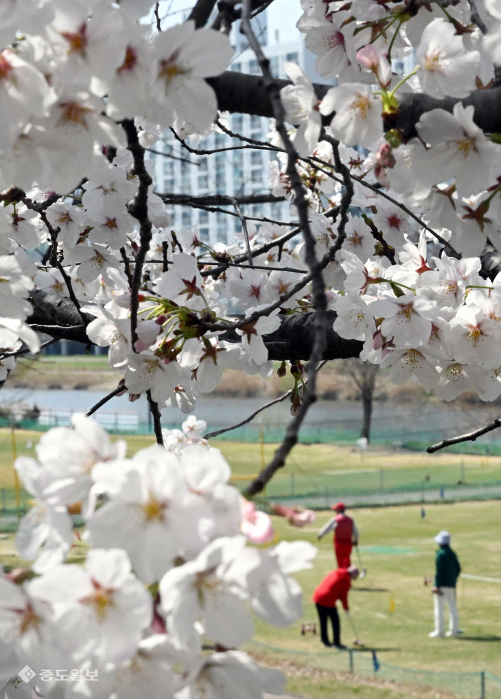 20260402-벚꽃 만개1