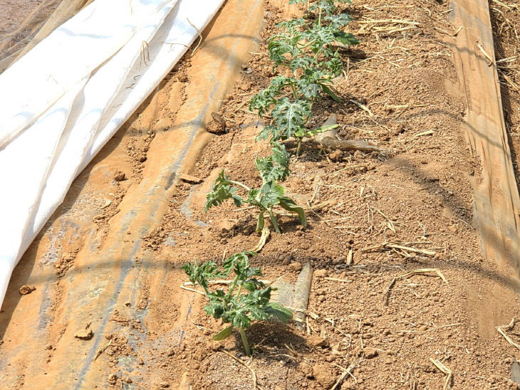 Resized_20260402_121756_340582709325493