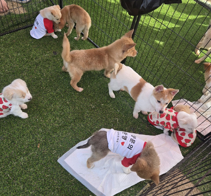 유기동물입양홍보센터부스운영 (2)