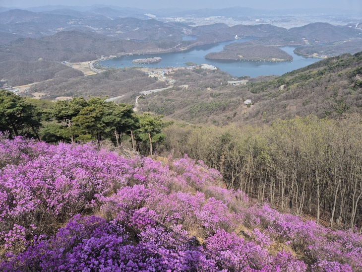 등산로 진달래 군락지 사진