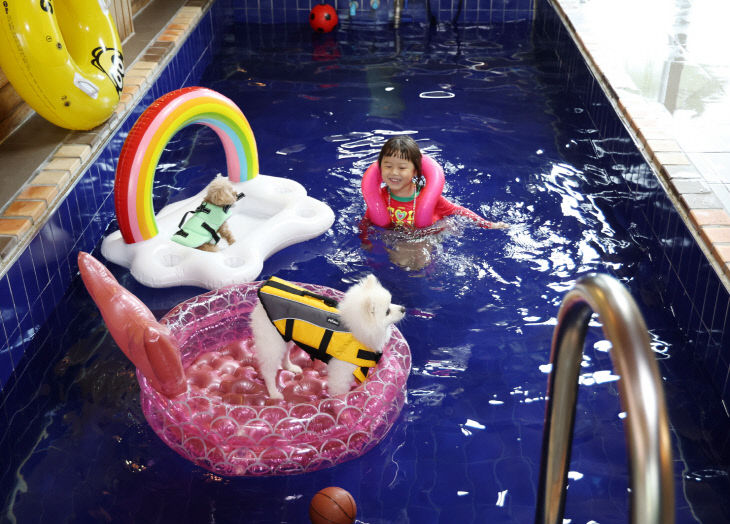 숙박대전(반려동물 펜션) (1)