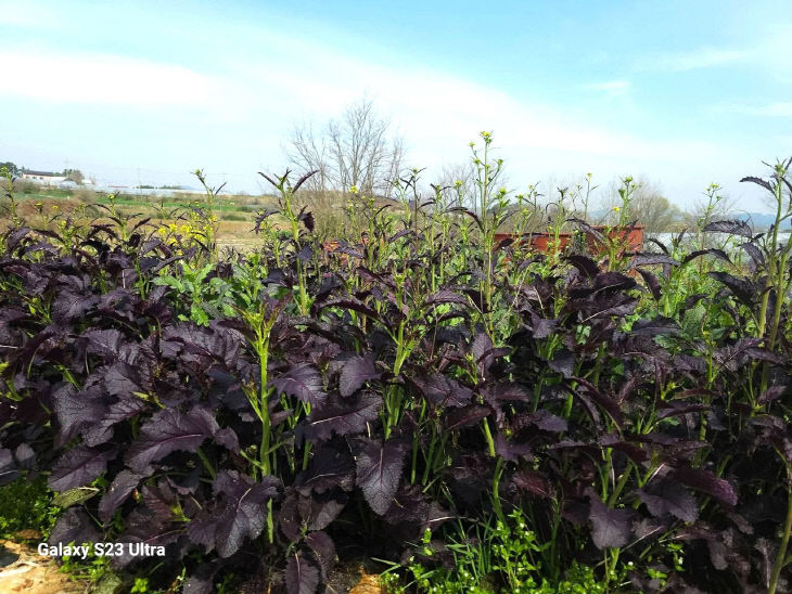 775414445722_7446627911349942243_4346558015