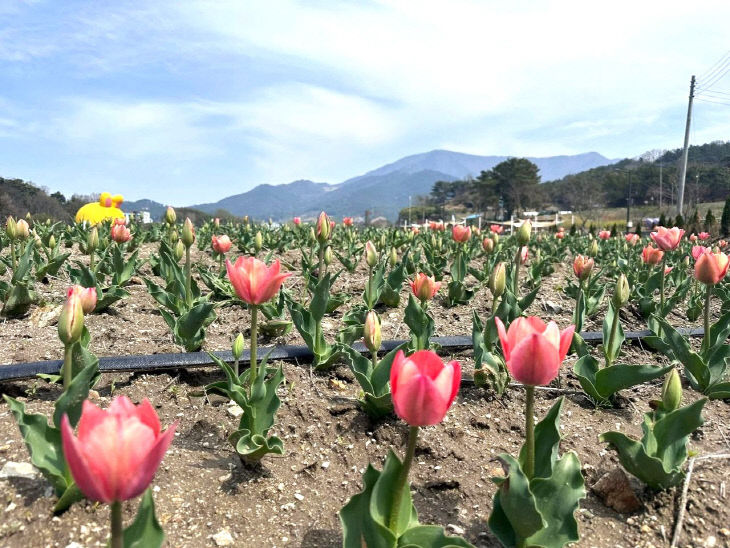 1775384114530_7446500693112233144_4226724721