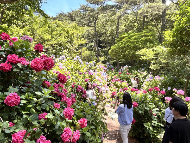 사진2=지난해 수국꽃문화축제 현장 전경