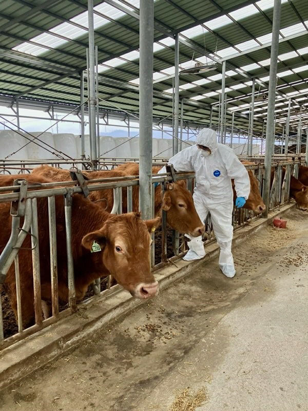 4.7.보은군, 구제역 백신 항체 모니터링 검사 추진(2)