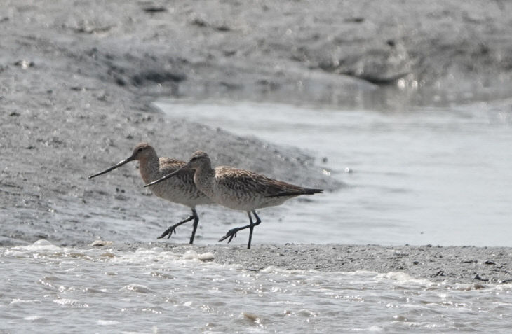 사본 -1 큰뒷부리도요