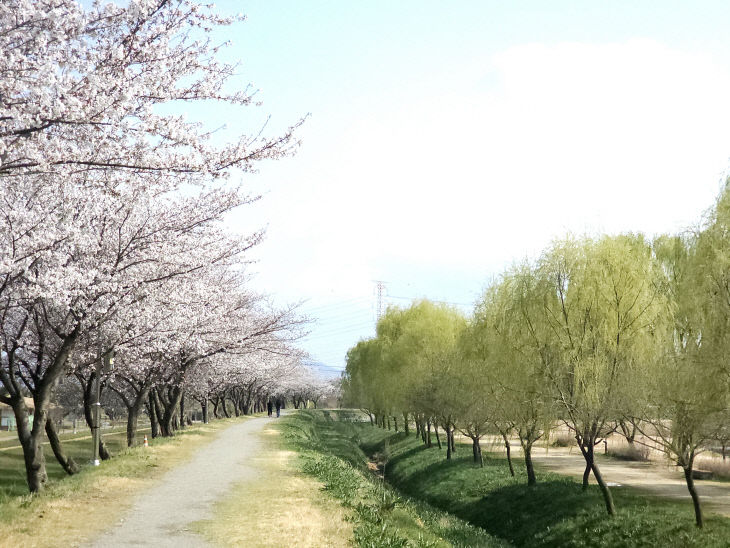 사본 - (사진4)당진 합덕제 버드나무 길