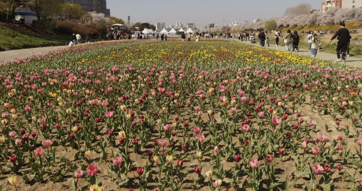 2026 무심천 튤립정원