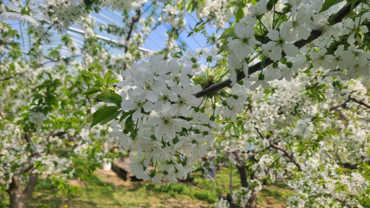 증평 율리 체리꽃 1