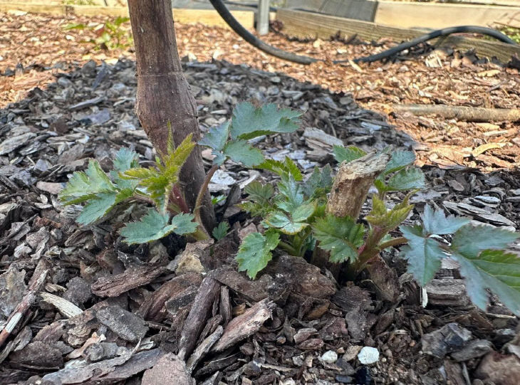 1775625955615_7447515048142907643_5267180854