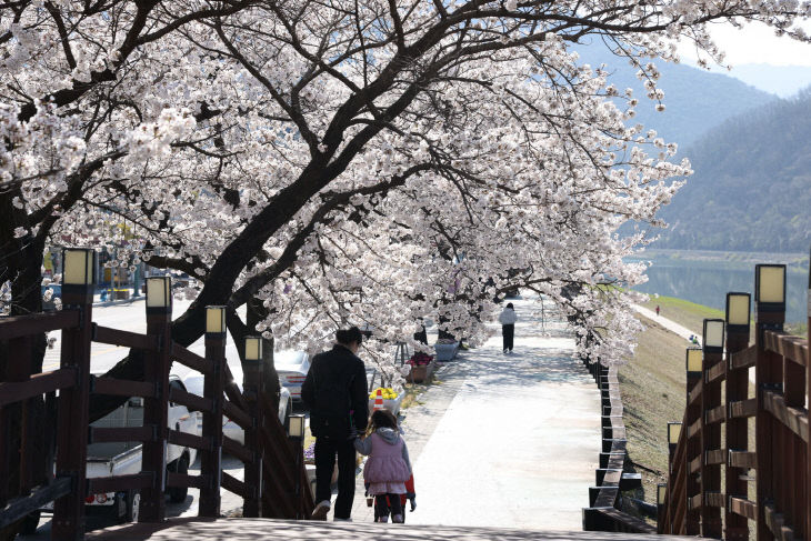 보도 1) 단양강변 벚꽃 실황_4.8.(1)