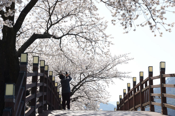 보도 1) 단양강변 벚꽃 실황_4.8.(2)