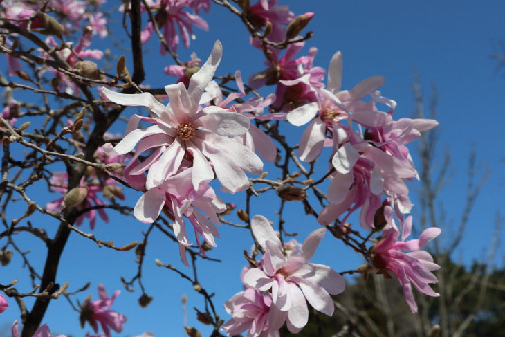 7. 천리포수목원의 큰별목련 빅 버사가 만개한 모습.