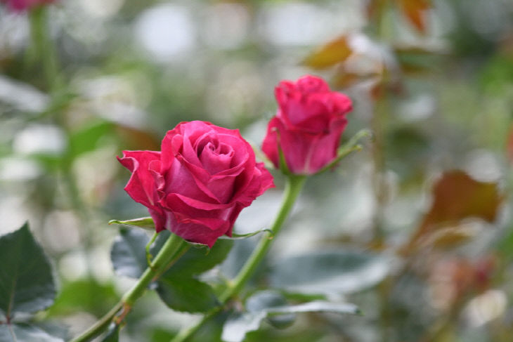 통상실시권 국내업체로 이전(3)