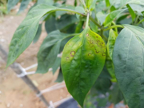 총채벌레 매개 발생사진