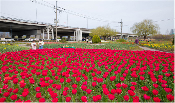 2026년도 튤립 개화 전경