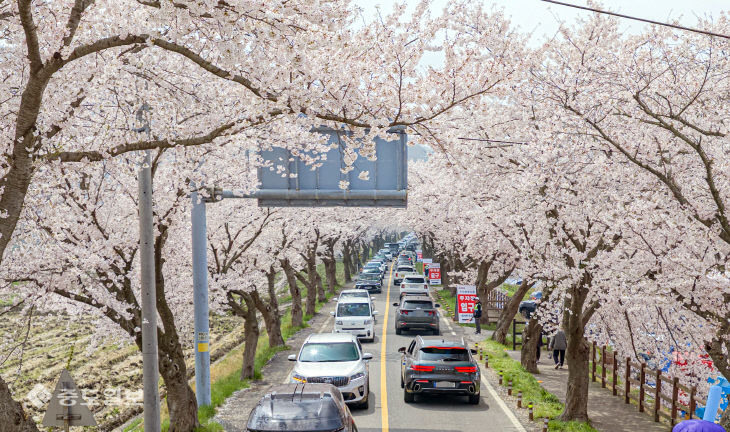 20260412-보령 주산벚꽃축제3