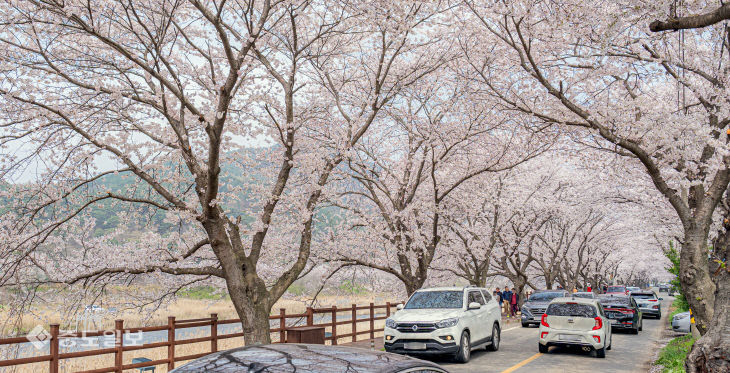 20260412-보령 주산벚꽃축제1