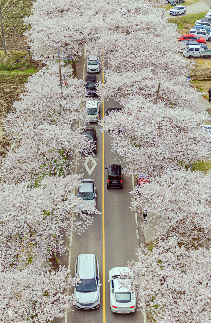 20260412-보령 주산벚꽃축제2