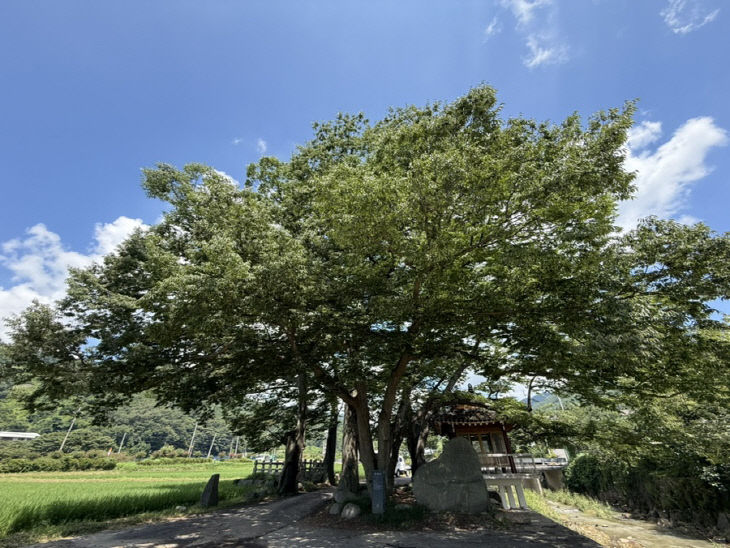 1-3. 화순군 관내 보호수