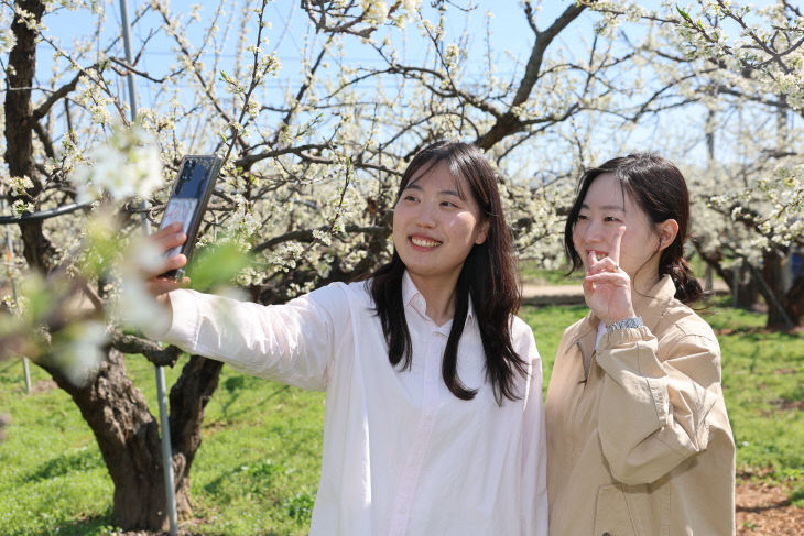 01의성군제공 봉양 자두꽃 (2)