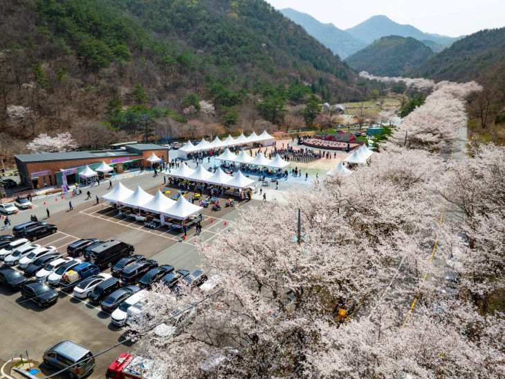 제25회 금산 보곡산골 산벚꽃 축제 1