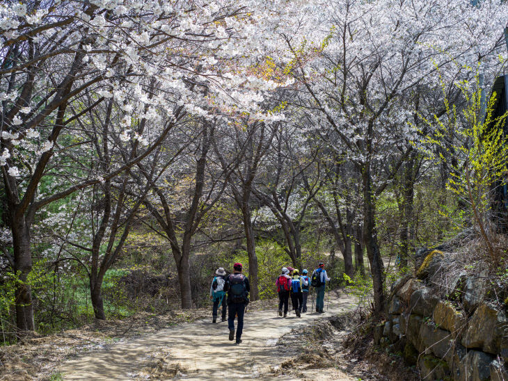 제25회 금산 보곡산골 산벚꽃 축제 5
