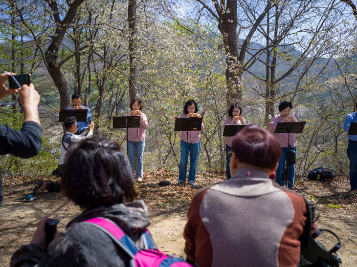 제25회 금산 보곡산골 산벚꽃 축제 2