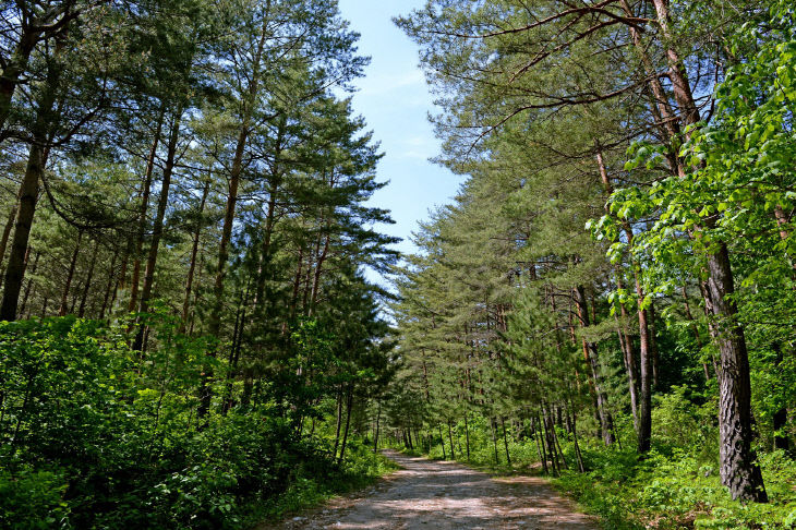 ⑥(참고)금강소나무숲길_2